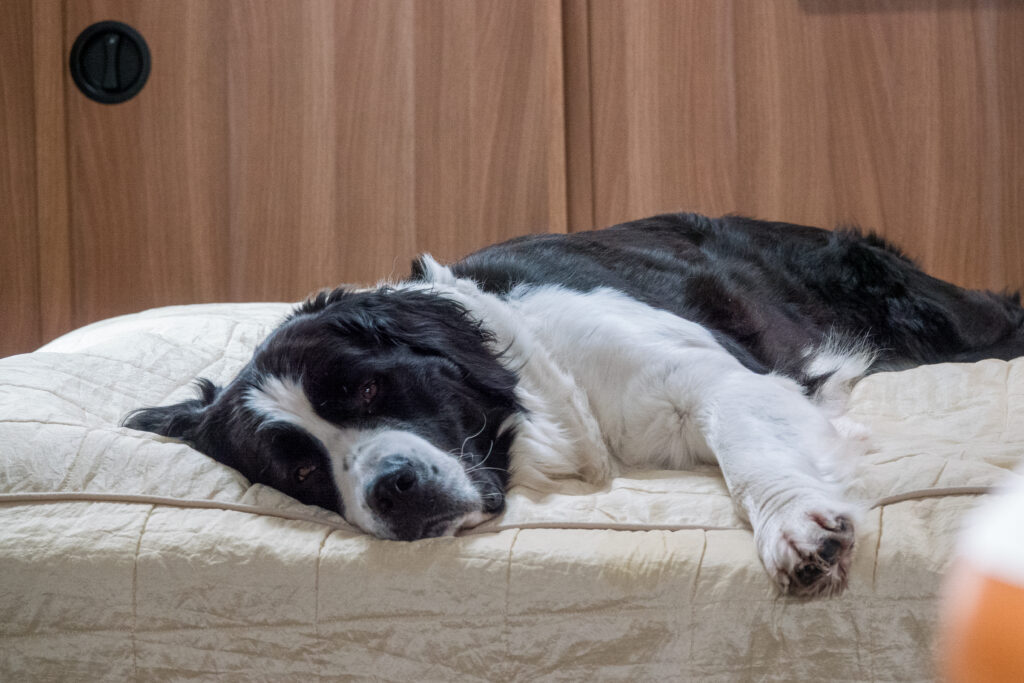 Sekarotuinen, mustavalkoinen, iso koira makaa poikittain asuntovaunun sängyllä silmät puoliummessa.