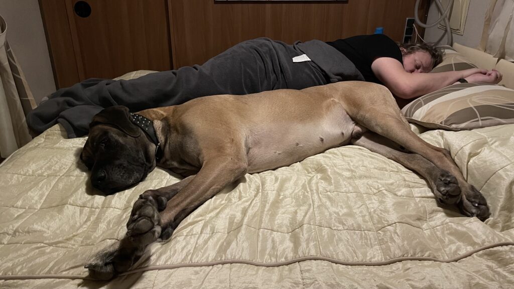 Tanskandoggi ja mies nukkuvat asuntovaunun sängyssä ja täyttävät sen kokonaan.