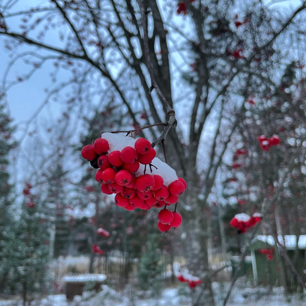 Punaisia, lumipeitteisiä pihlajanmarjoja puussa.