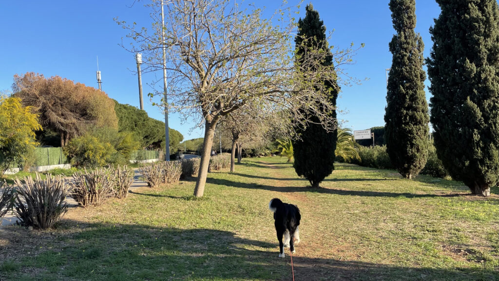 Camping Cabopino, puistoalue Espanjassa. Iso koira kävelee kuvaajan edessä.